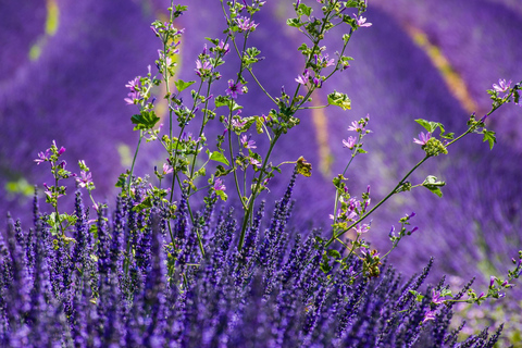 Wild Alps, Verdon Canyon, Moustiers village, Lavender fields