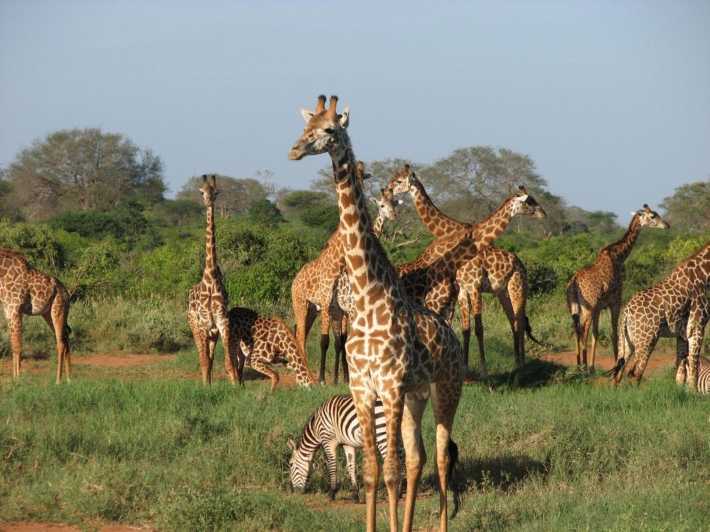 Four-Day Safari to Amboseli and Tsavo