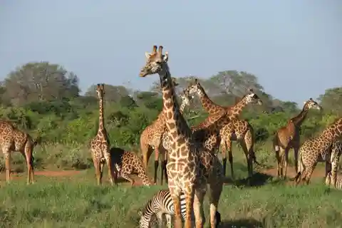 Four-Day Safari to Amboseli and Tsavo