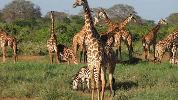fourday safari to amboseli and tsavo