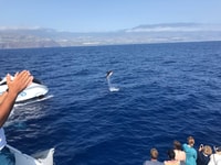 LA PALMA, VISUALIZZAZIONE DELLA fauna selvatica e tour in barca Cumbre Vieja - Housity