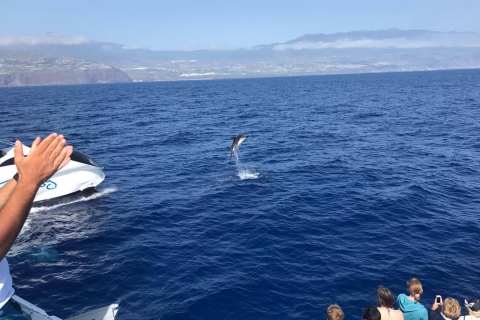 La Palma: avistamiento de fauna y paseo en barco por Cumbre Vieja