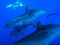 LA PALMA, VISUALIZZAZIONE DELLA fauna selvatica e tour in barca Cumbre Vieja - Housity