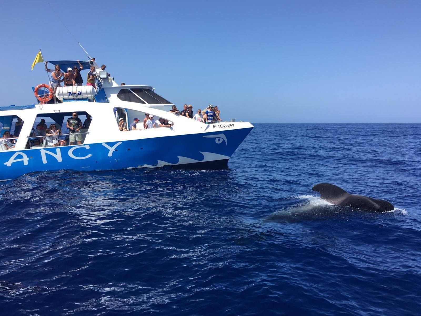 La Palma: Wildlife Viewing und Cumbre Vieja Bootstour