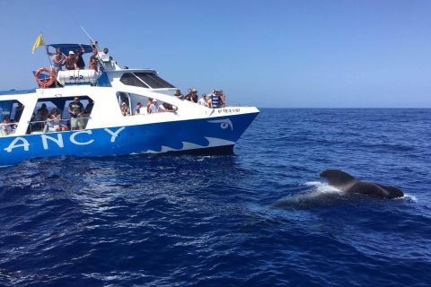La Palma: avistamiento de fauna y paseo en barco por Cumbre Vieja