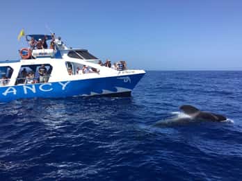 La Palma: Wildlife Viewing and Cumbre Vieja Boat Tour