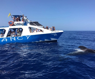 La Palma: Wildlife Viewing und Cumbre Vieja Bootstour