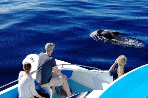 La Palma: observation de la faune et excursion en bateau Cumbre Vieja
