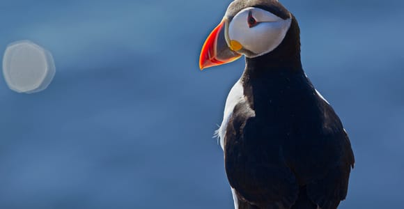 Reykjavik: Whales and Puffins Express Cruise Combo Tour