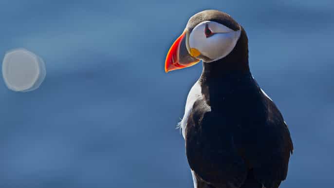 reykjavik half–day whales and puffins combo tour