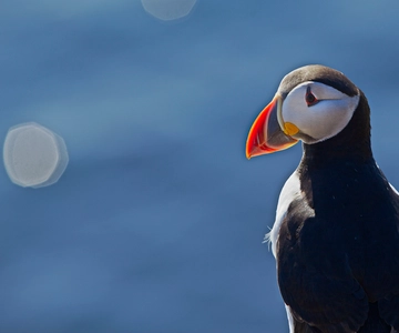 Reykjavik: Whales and Puffins Express Cruise Combo Tour