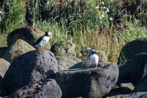 Reykjavik: Half–Day Whales and Puffins Combo Tour