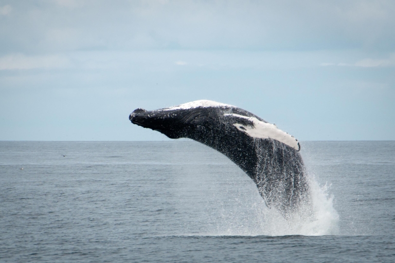 Reikiavik: medio día de tour de ballenas y frailecillos