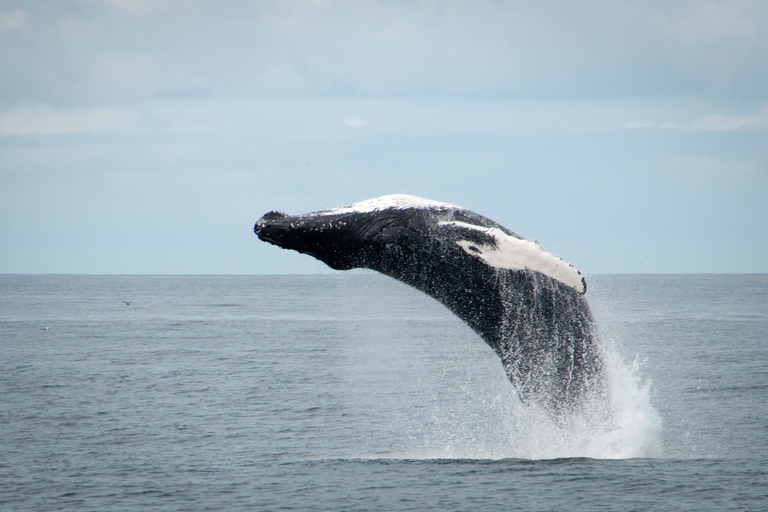 Reykjavik: Half–Day Whales and Puffins Combo Tour