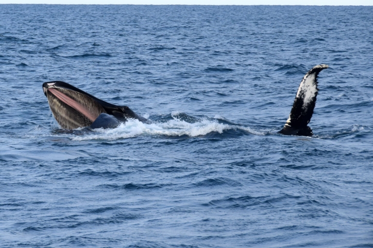 Reikiavik: medio día de tour de ballenas y frailecillos