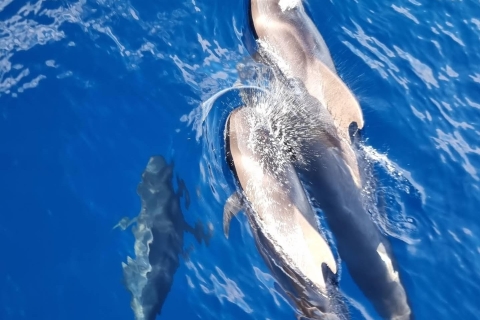 Teneryfa: rejs katamaranem z wielorybami i delfinami z jedzeniem i napojamiWycieczka z miejscem spotkania
