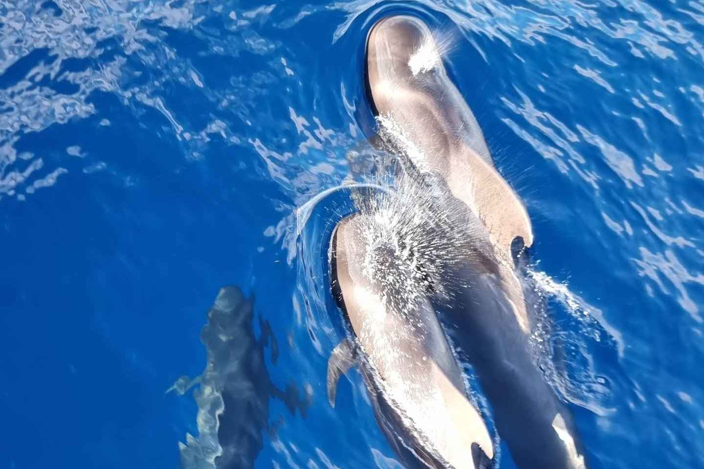 Tenerife: Marine-Life Tour with Transfer, Buffet and Drinks
