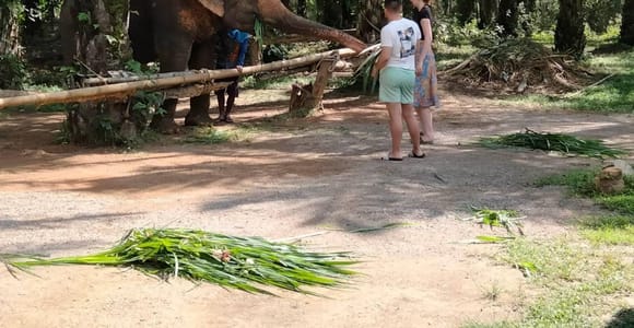 Krabi: Hot Spring, Emerald Pool, and Elephant Sanctuary Tour
