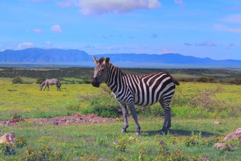 4 jours de safari en lodge en TanzanieSafari en Lodge en Tanzanie