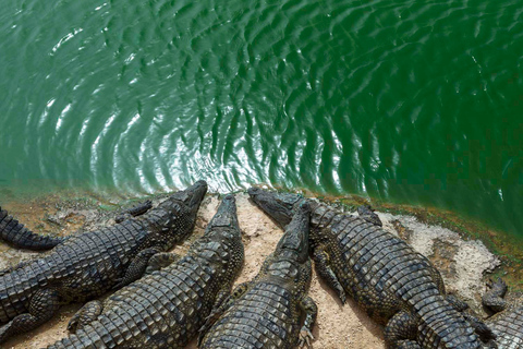 Agadir Crocoparc: Ingresso e transferênciaPara passageiros do porto e cruzeiros de Agadir