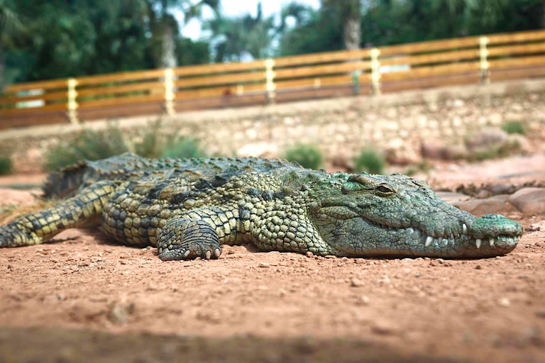 Agadir Crocoparc: Ticket de entrada y trasladoPara los pasajeros del puerto de Agadir y de los cruceros