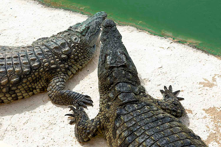 Agadir Crocoparc: Ingresso e transferênciaPara passageiros do porto e cruzeiros de Agadir