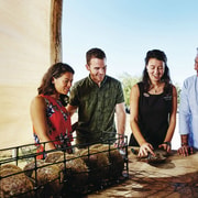Cygnet Bay Pearl Farm Behind-the-Scenes Tour & Live Harvest