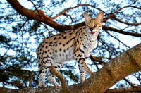 Safari del barco de Santa Lucía y excursión del día del gato salvaje Emdoneni - Hizvo