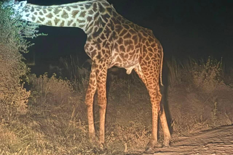 Nairobi National Park Night Safari with Armed Rangers