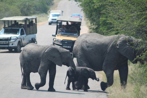 Från Johannesburg: Kruger National Park 3-dagars safariGruppresa