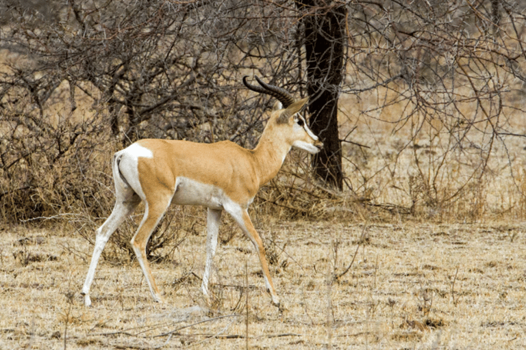 Äthiopien: 10-tägige Wildtier-Fototour mit Flügen