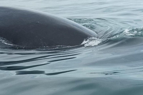 Panama City: Whale Watching Tour with Island Stop