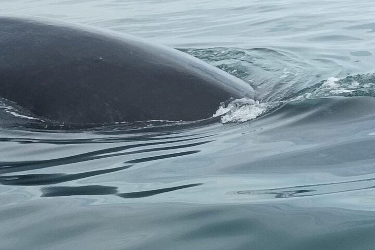 Panama City: Whale Watching Tour with Island Stop