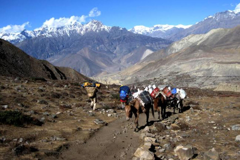 Pokhara: Jomsom, Marpha & Muktinath Temple 2day Budget Tour