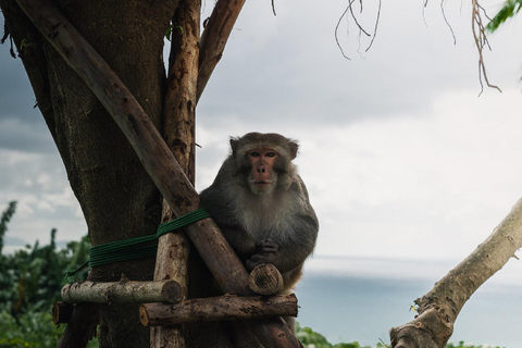 Da Nang: Son Tra Peninsula Guided Hike to Ban Co Peak Small Group Tour
