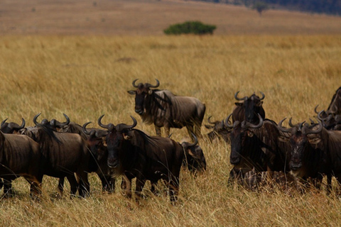 Desde Nairobi: safari privado de 3 días a Masái Mara