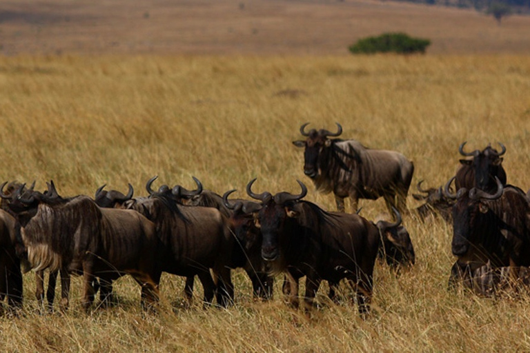 Od Nairobi: prywatne 3-dniowe safari do Masai Mara