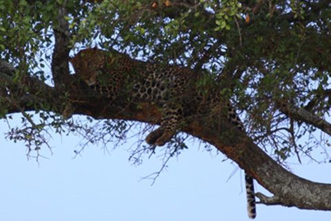 Desde Nairobi: safari privado de 3 días a Masái Mara