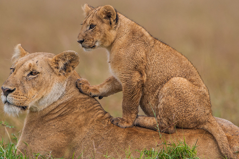 Nakurusee und Masai Mara: 4-tägige Privat-Safari