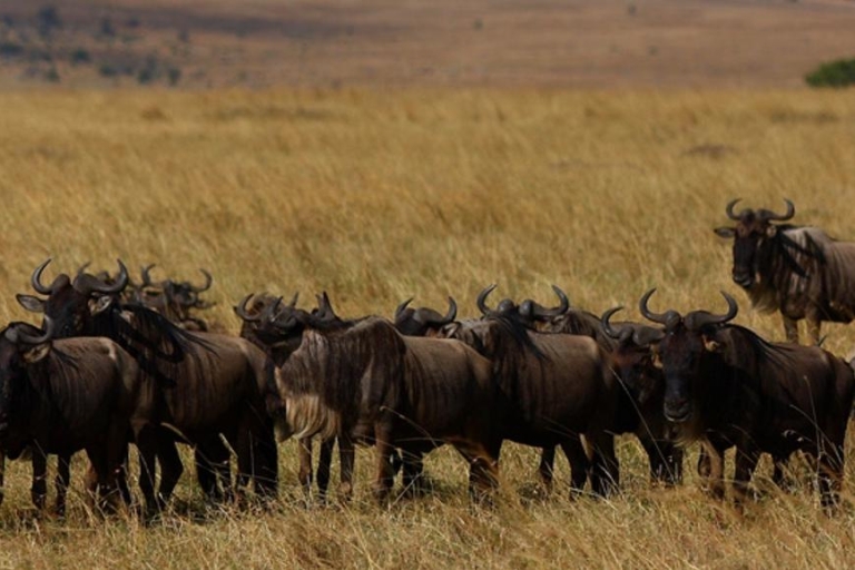 Lake Nakuru i Masajski Mara Prywatny 4-dniowy safariCztery-Day Safari
