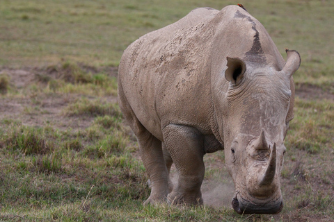 Safari nocturno a Serena SweetwatersViaje nocturno
