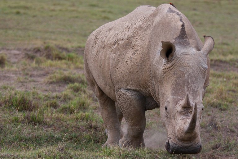 Safari com pernoita em Serena SweetwatersViagem nocturna