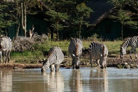 Safari com pernoita em Serena SweetwatersViagem nocturna