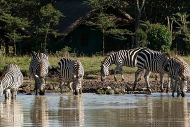Safari com pernoita em Serena SweetwatersViagem nocturna