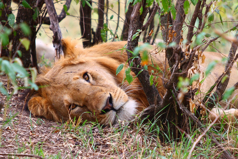 From Nairobi: Private Lake Nakuru Express Tour