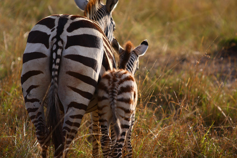 From Nairobi: Private Nairobi National Park Tour