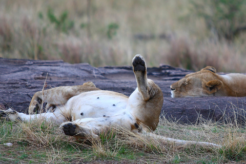 Från Nairobi: Privat tur till Nairobis nationalpark