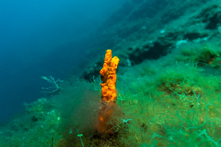 D'Athènes: Plongée au Blue Hole