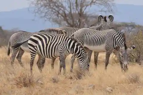 Four-Day Safari to Samburu and Aberdare