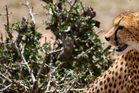 Safari di quattro giorni a Samburu e Aberdare